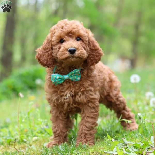 Teddy, Cockapoo Puppy